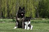 AKITA AMERICAIN 474
